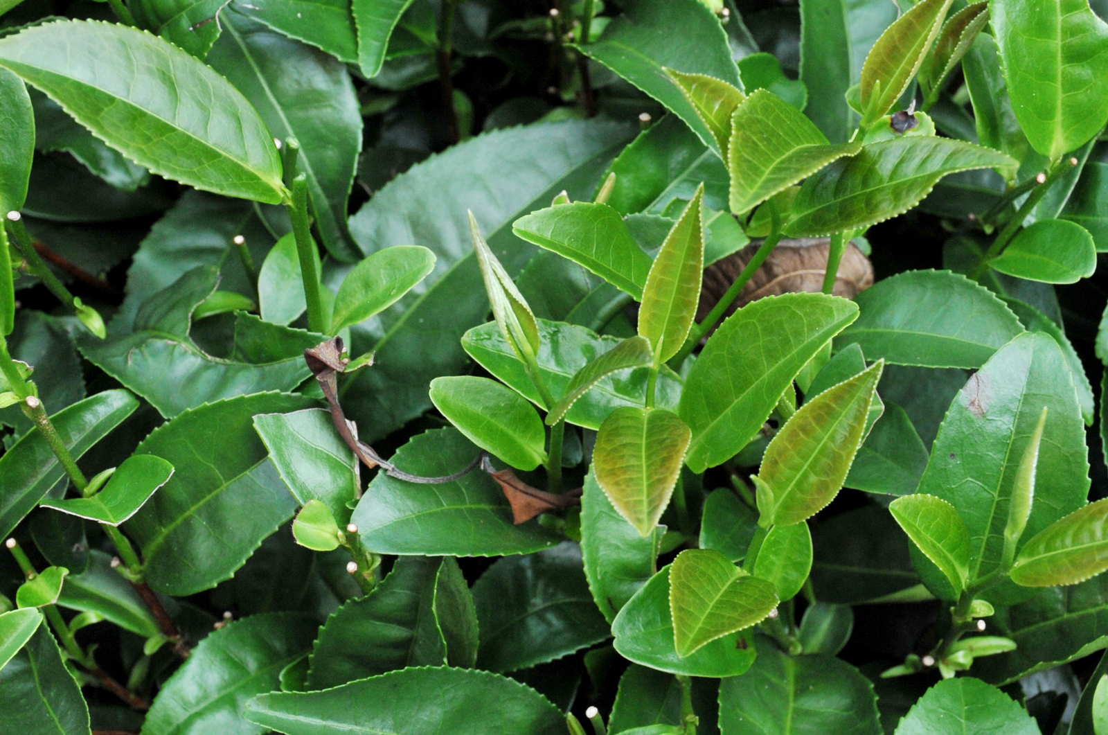 自炒茶叶纯天然,云南茶传统柴火手工炒茶