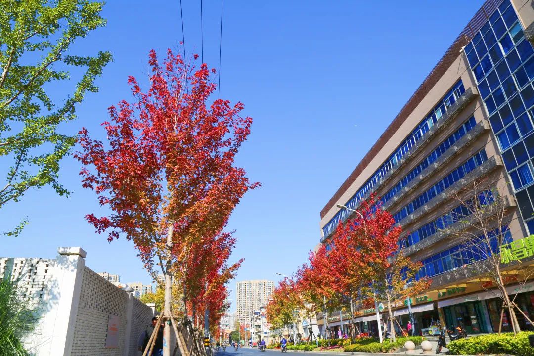 上海最美秋景,上海哪些公园可以拍秋景
