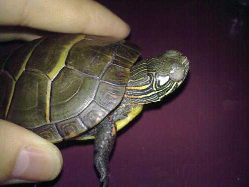 艾叶能治乌龟白眼病吗,乌龟闭眼伸脖子张嘴