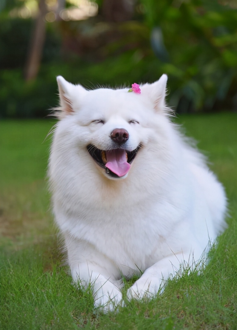 如果上帝免费送你一只狗，这6种狗，你会选谁？