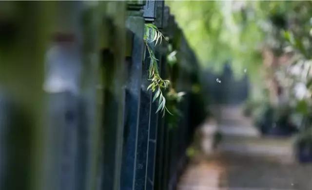 烦人的柳絮满天飞,烦人的柳絮完整版视频