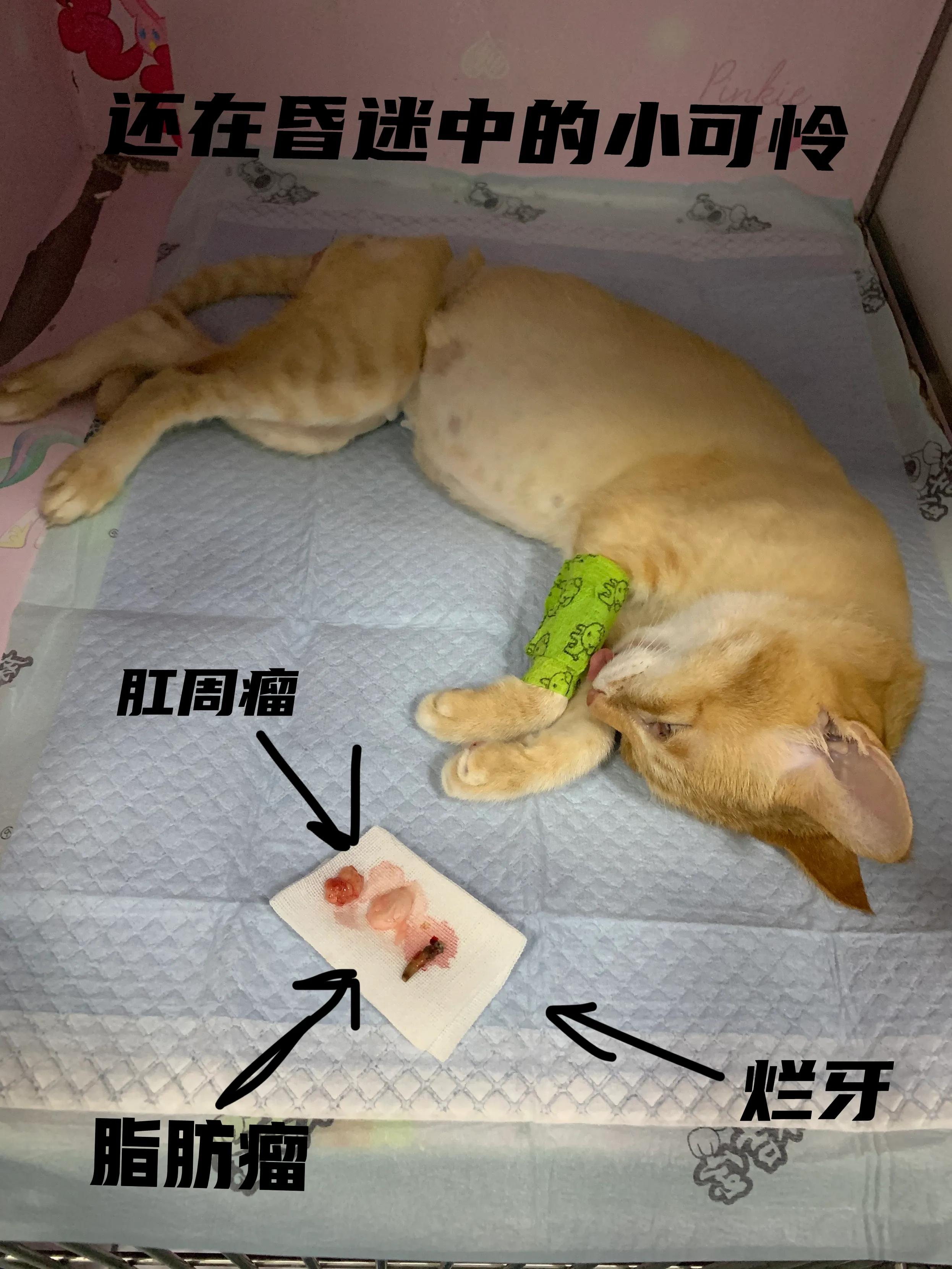 猫脓肿的治疗方案,猫咪肛门腺溃烂反复发作怎么治疗