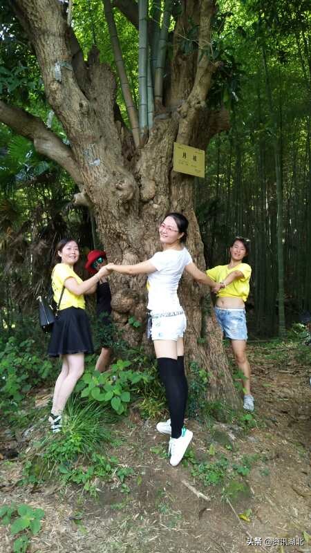 月桂树树龄,湖北五峰县千年桂花树