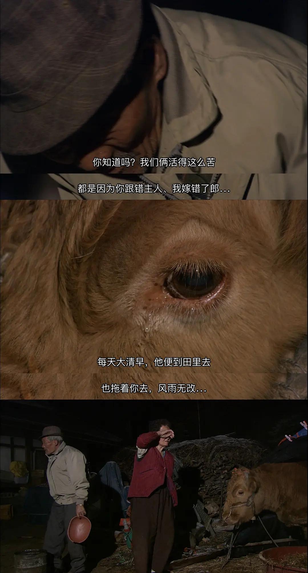 老黄牛被卖狗狗含泪送别,老黄牛被卖狗狗哭了