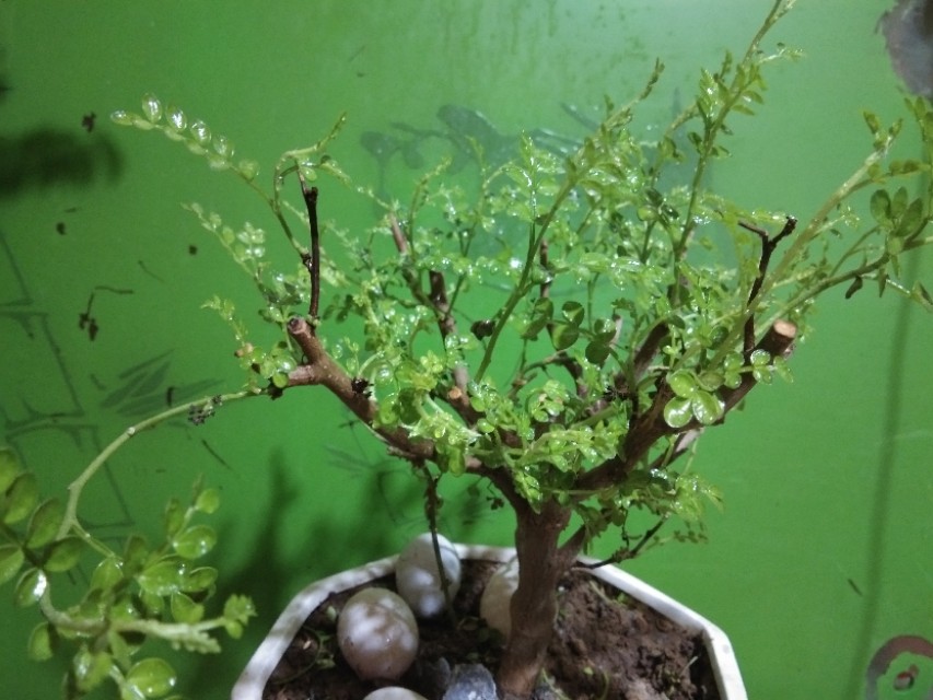 真假清香木叶片,真假清香