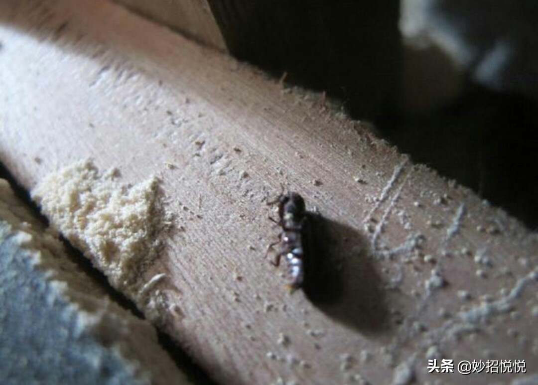 消灭家具蛀虫的最好方法,家具里有木蛀虫怎么消灭