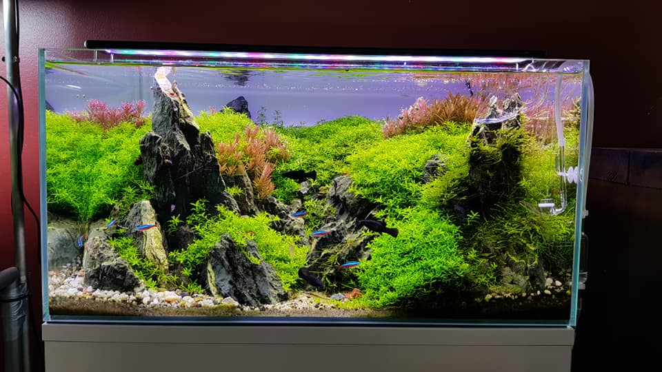 如何让鱼缸自己建立硝化系统,水族硝化反应与反硝化反应