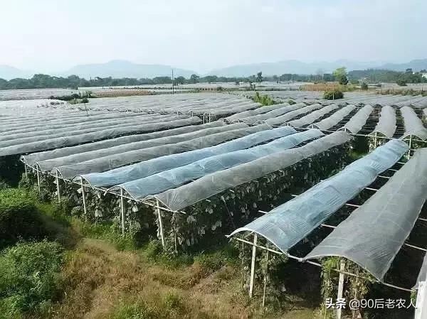 防缩果病裂果最简单的方法,苹果裂果病用什么治