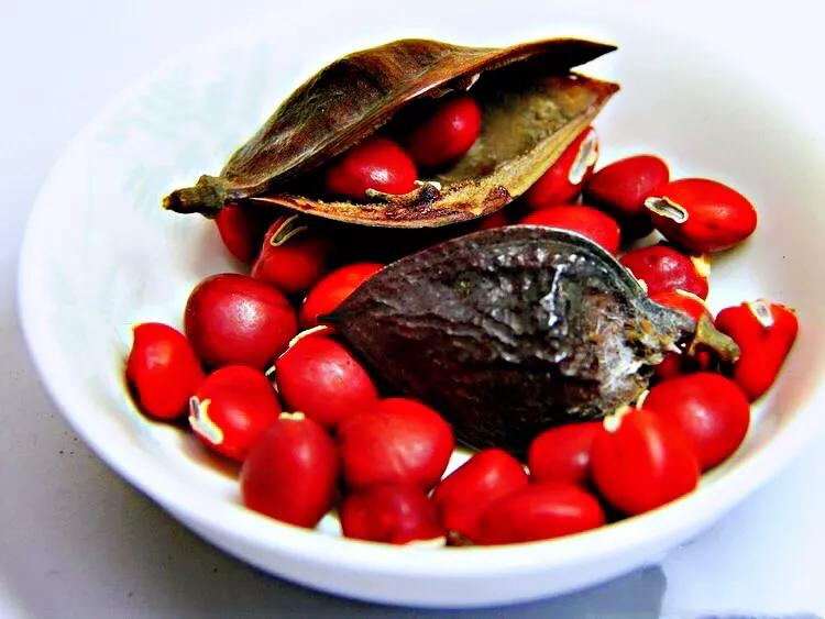 红豆是什么果实,红豆学名相思子