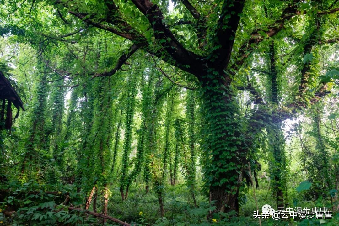 嘉陵江礼安,嘉陵江边周子古镇