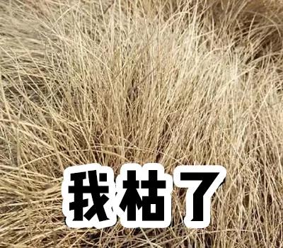 染发神器暗黄色,染发受损救星