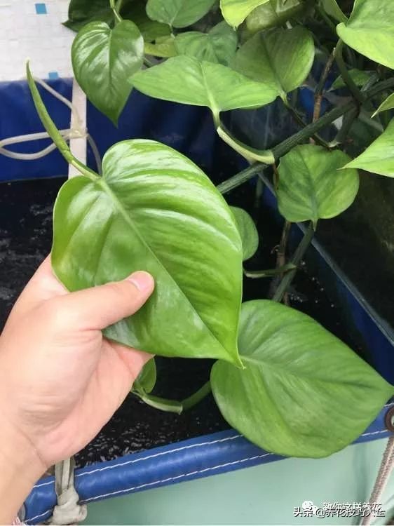 绿萝成灾的最佳方法,家里的绿萝也需要养护和管理