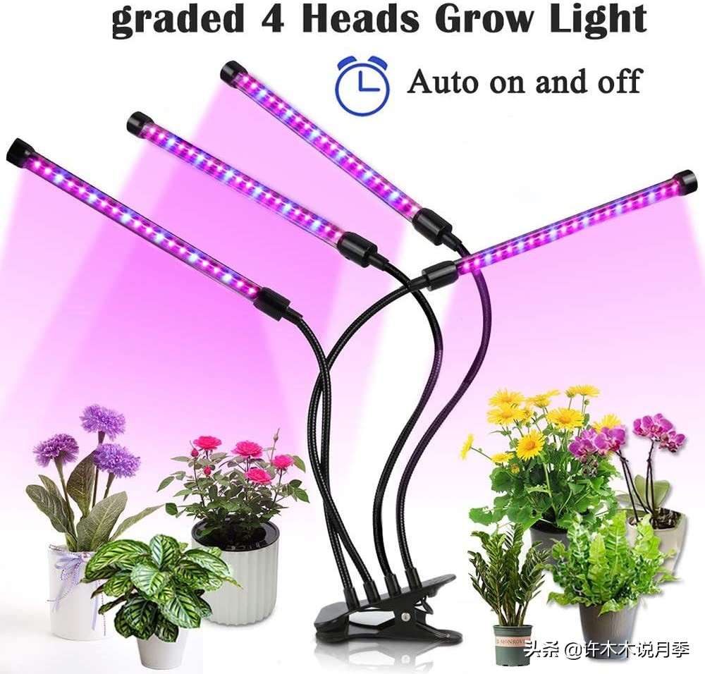 月季春季浇水注意事项图片,养月季注意1点没有黄叶枝繁叶茂