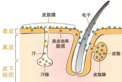 粉刺黑头真的没办法治疗吗,黑头粉刺不要清理会怎样