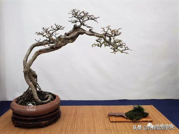 以根代杆下细上粗式盆景图片,各种老根盆景