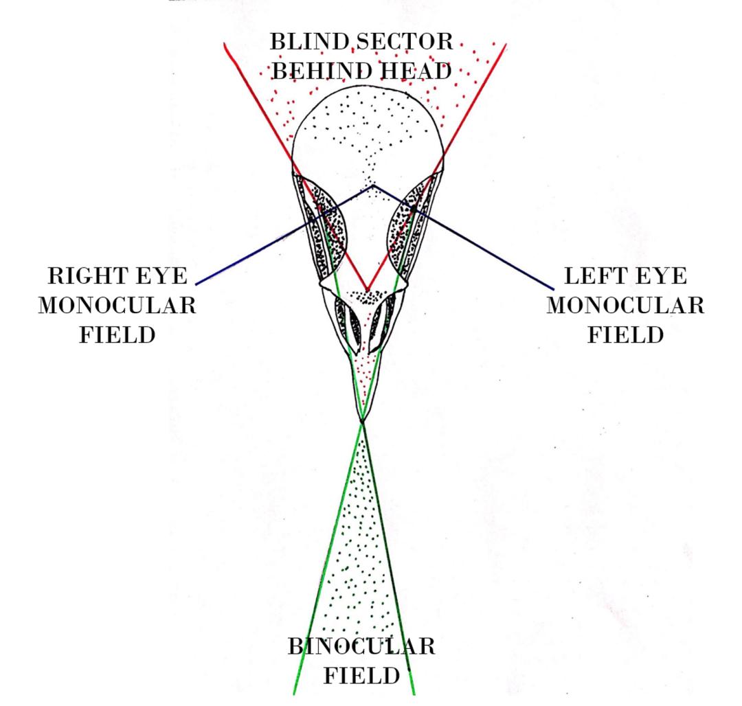 鸡戴眼镜有什么副作用,鸡到底该不该戴眼镜