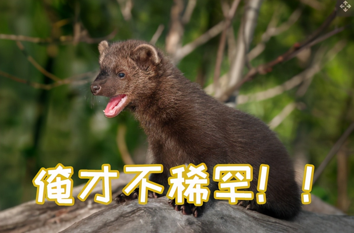 平头哥的亲戚谁更厉害,平头哥的表兄弟是什么动物