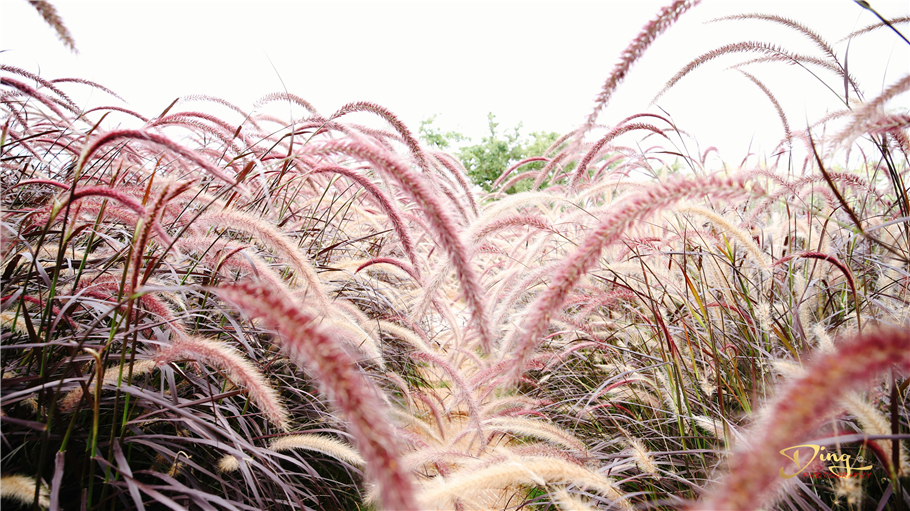 婊囨睜鍙ゆ粐鐜嬪浗闇茶惀,浜戝崡鎴峰閲庡ア钀ュ湴鎺ㄨ崘