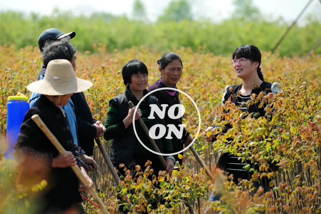 选调生自述:985毕业女生在基层的经历与困惑