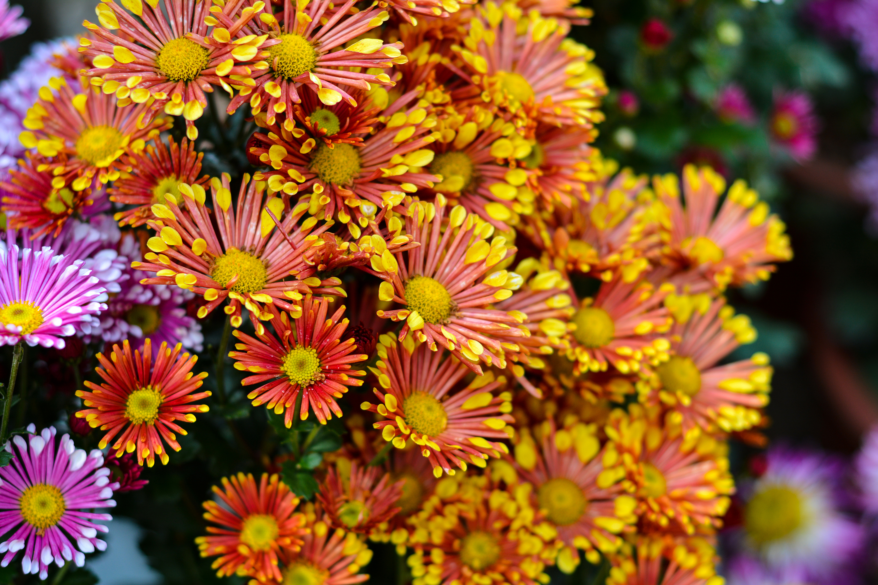 湛江去云南旅游怎么省钱,云南旅游自由行省钱攻略