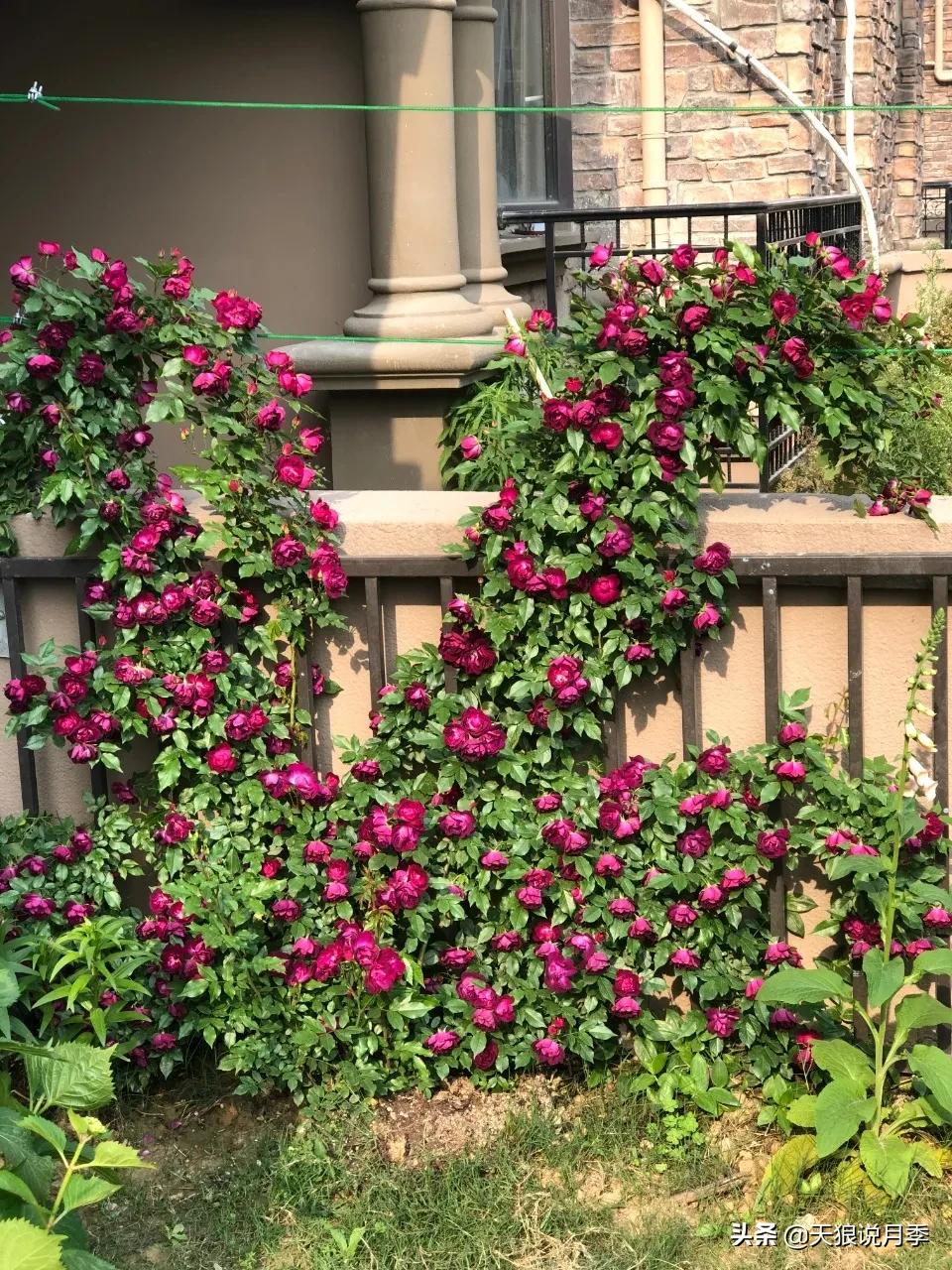月季花是时候展现真正的技术了 (开春的第一波月季花就这么过去了)