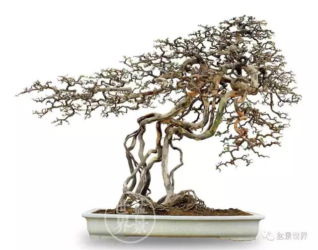 根艺盆景大全欣赏,文人根艺盆景精品大全图