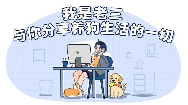 博美怀孕了会怎样,二哈让博美怀孕