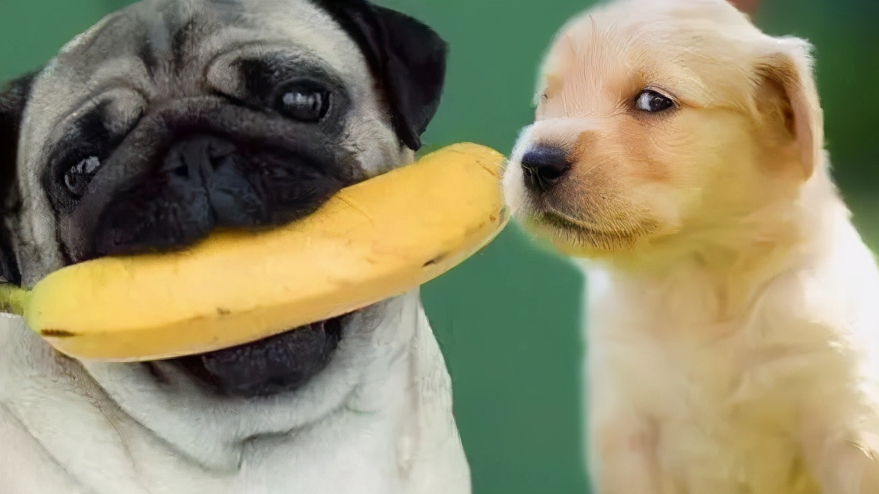 体重突然不降了十几天算平台期,瘦几斤后出现平台期还怎么瘦