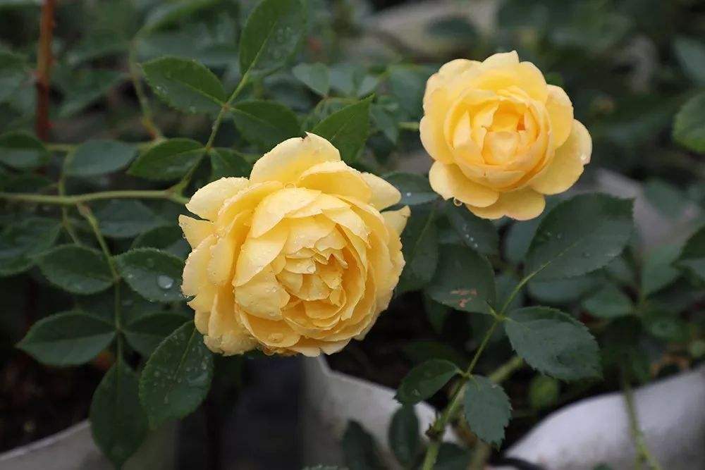 怎么栽月季小苗视频讲解,怎么养好树状月季苗子视频