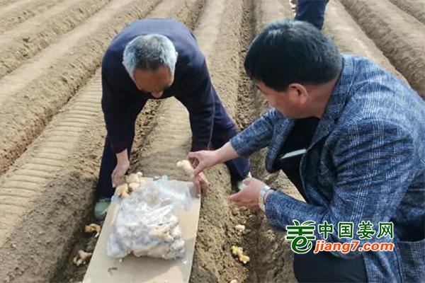 莱芜哪个地方生姜产量最大,莱芜生姜已拥有多少年的种植历史