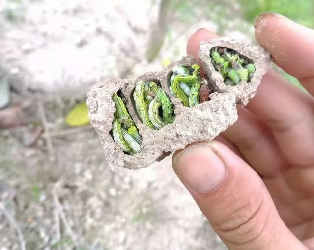 杀菌剂杀虫剂最佳组合,5种农药混配