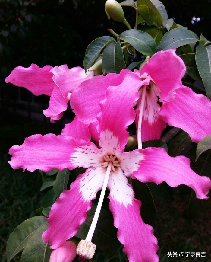 霸气的句子超拽潇洒不带脏字,抖音赞美点赞的霸气句子