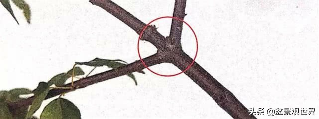 怎样学会修剪果树枝,五分钟学会修剪花树
