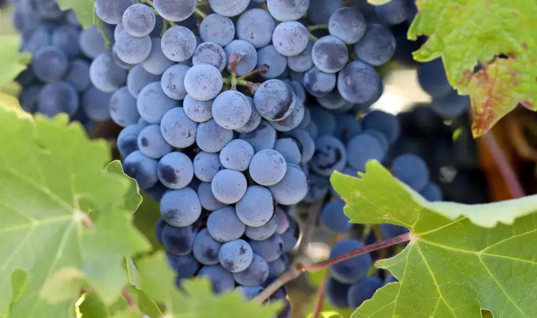 奔富389和407有什么区别?