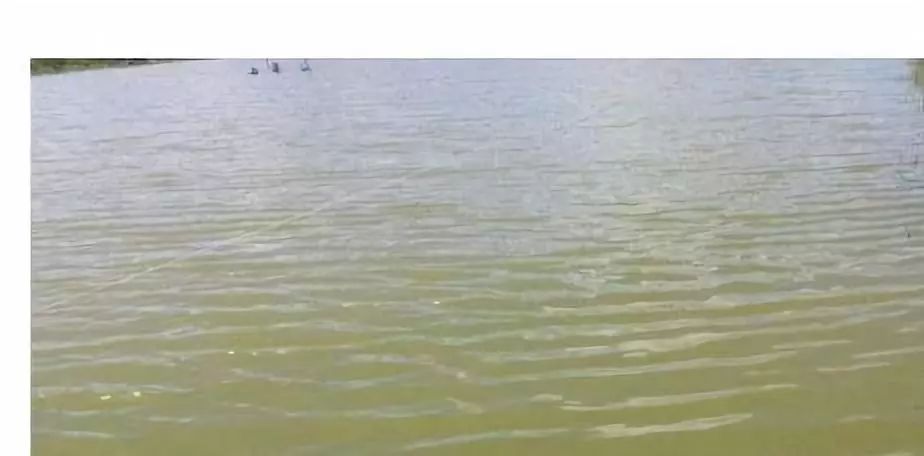 南美白对虾水霉病的处理方案,白对虾气泡病怎么防治