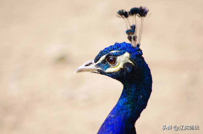沈阳旅行推荐夏季景点攻略,沈阳冬日周边一日游旅游景点推荐