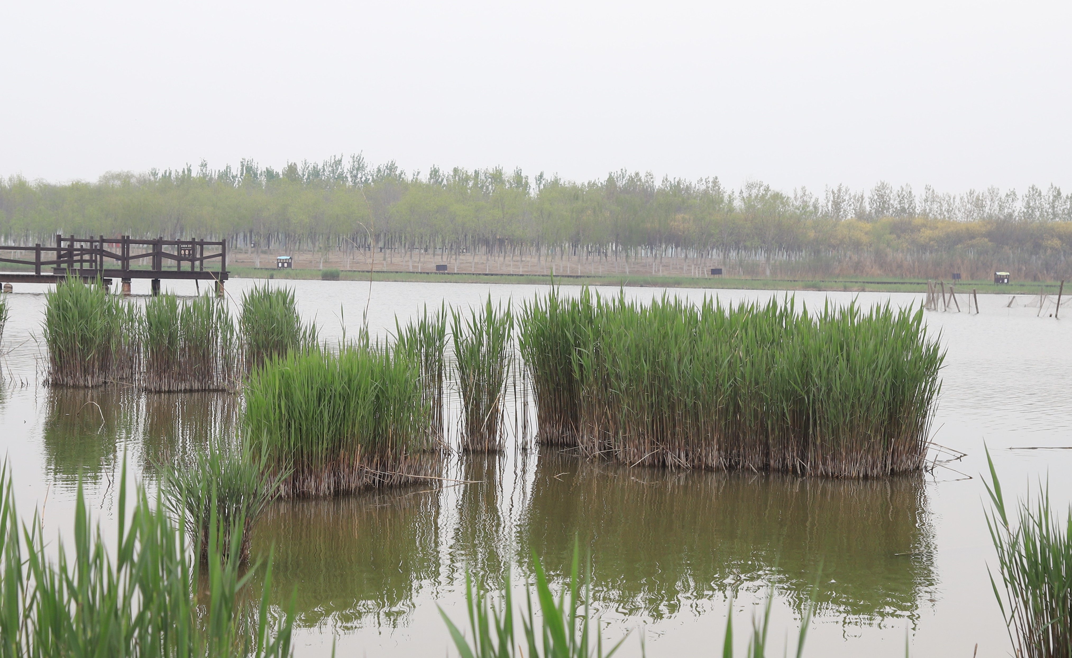 新奇好玩的公园,西青郊野公园开放最新通知