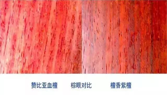 紫檀的真实身份,紫檀最后的样子