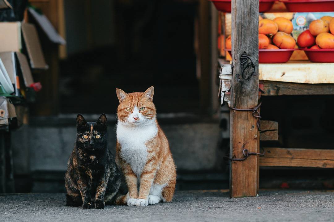 猫咪真菌感染和球菌感染怎么治疗,猫病症状大全书