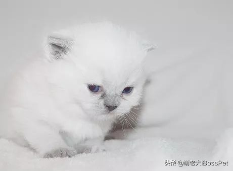 猫咪身上有绦虫人会感染吗,猫咪身上一定有弓形虫吗