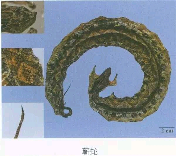 蕲蛇的中药处方,中药蕲蛇别名