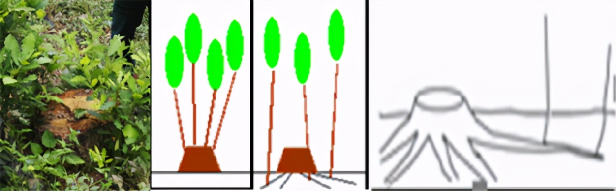 树木由来,树木从远古到现在