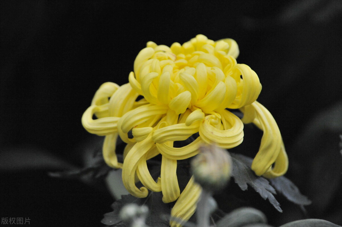 菊花中国文化演变,菊花在诗史上的出现