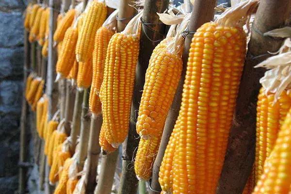 该如何选水稻、玉米、小麦、大豆种子，看这里！