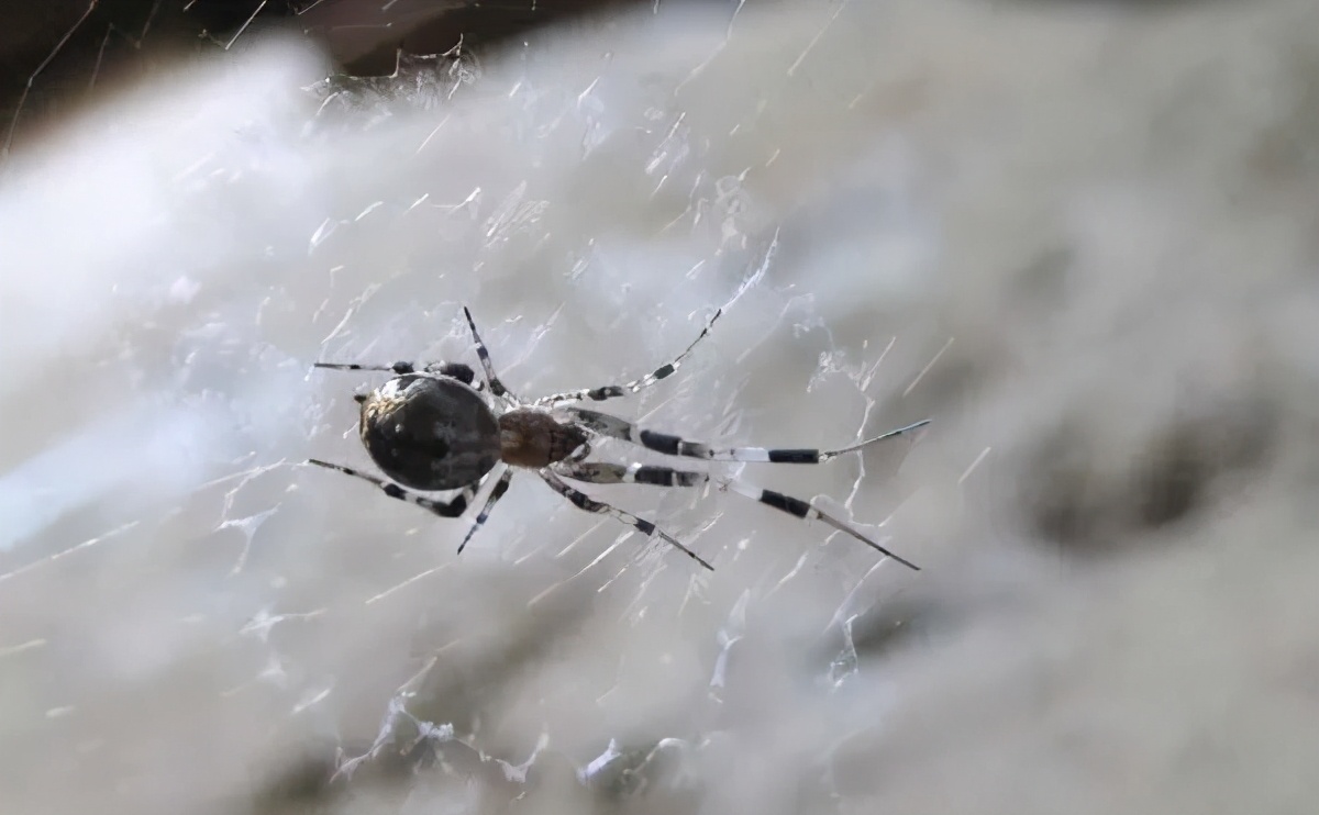 福建乡下一些常见的蜘蛛，看看有没有你认识的？