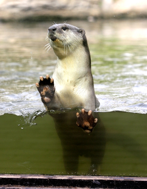 小爪水獭动物园,唐朝动物园小水獭