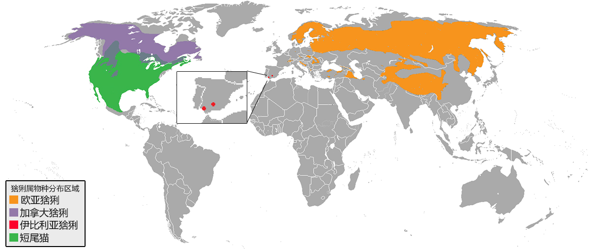 伊比利亚猞猁vs欧亚猞猁,伊比利亚猞猁为什么会濒危