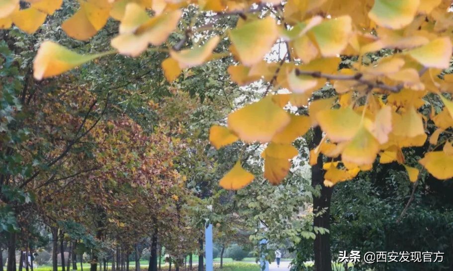 西安欧亚学院是贵族大学吗,西安欧亚学院属不属于全日制本科