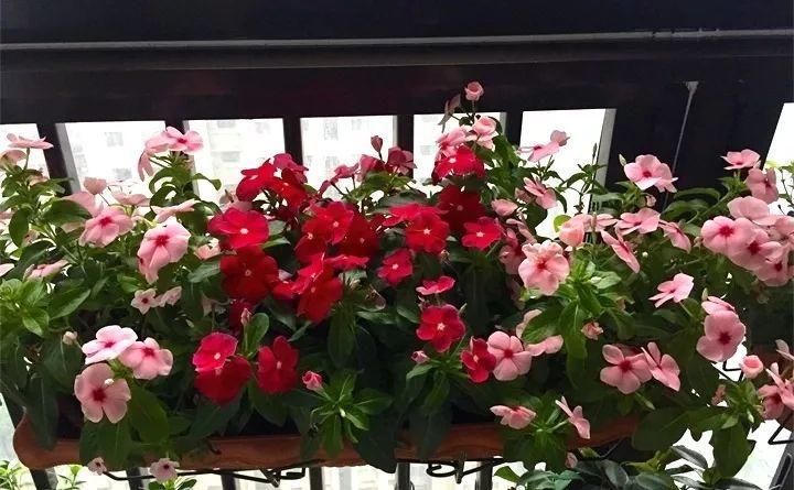 养花新手不知道养什么，就选这几种植物，轻松养爆盆