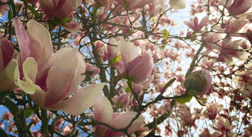 看滇池夕阳,五百里看滇池全景